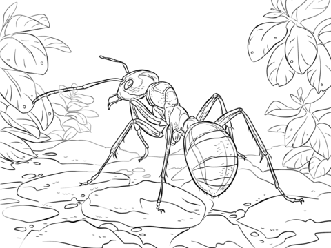 Red Wood Ant Coloring Page